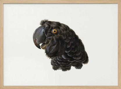 Cockatoo - Poster / Art Print