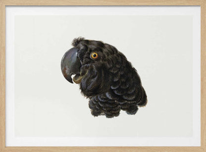 Cockatoo - Poster / Art Print