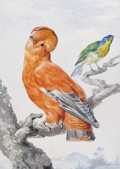 Two Exotic Birds - Poster / Art Print