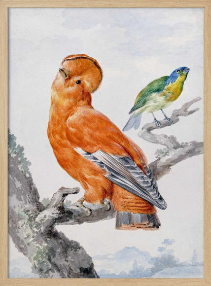 Two Exotic Birds - Poster / Art Print