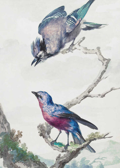 Two Birds  a Blue Jay and a Purple Breasted Cotinga - Poster / Art Print