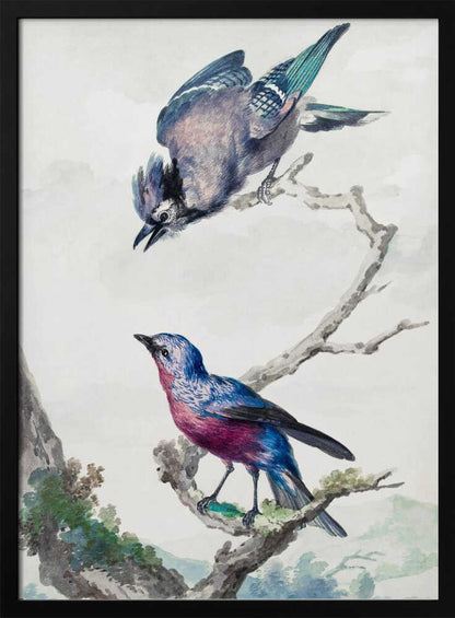 Two Birds  a Blue Jay and a Purple Breasted Cotinga - Poster / Art Print
