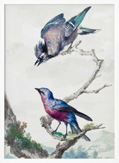 Two Birds  a Blue Jay and a Purple Breasted Cotinga - Poster / Art Print