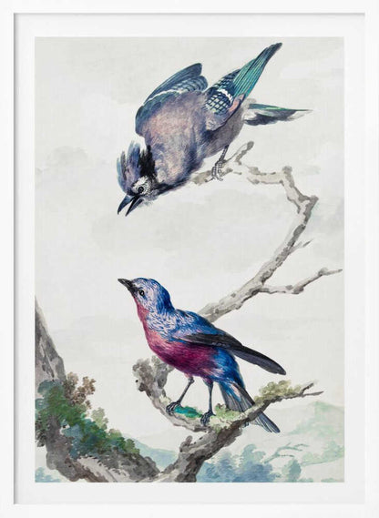 Two Birds  a Blue Jay and a Purple Breasted Cotinga - Poster / Art Print