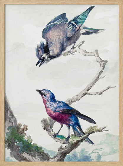 Two Birds  a Blue Jay and a Purple Breasted Cotinga - Poster / Art Print