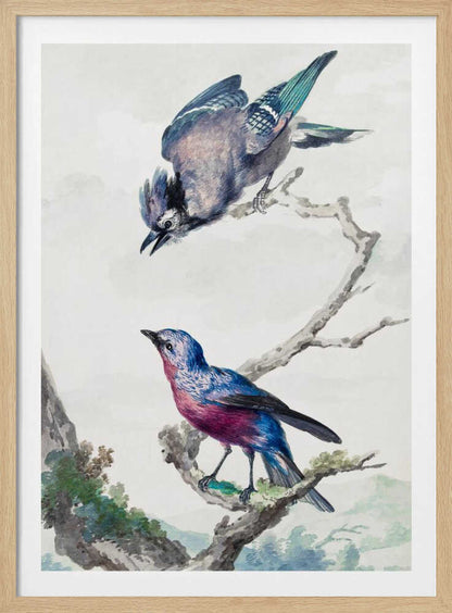 Two Birds  a Blue Jay and a Purple Breasted Cotinga - Poster / Art Print