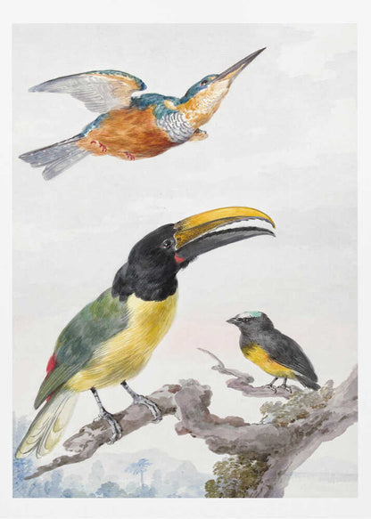 Three Birds  a Kingfisher, a Prince Von Wied's Toucan and an Sparrow - Poster / Art Print