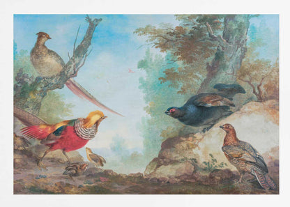 Pheasants - Poster / Art Print