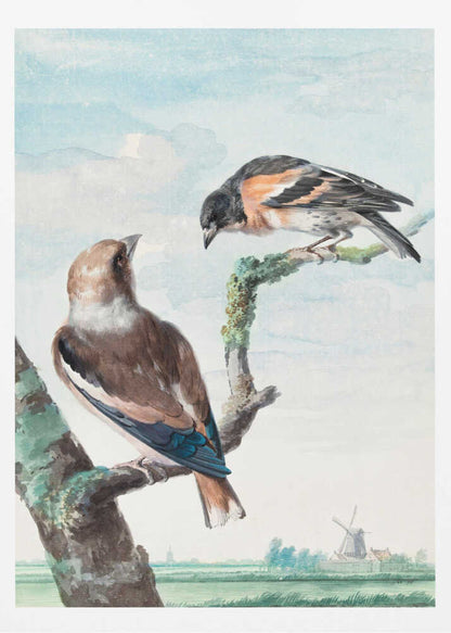 Two Birds  Hawfinch - Poster / Art Print
