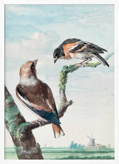 Two Birds  Hawfinch - Poster / Art Print