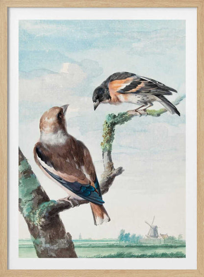 Two Birds  Hawfinch - Poster / Art Print