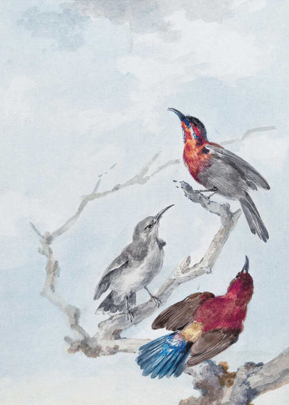 Three Crimson Sunbirds - Poster / Art Print
