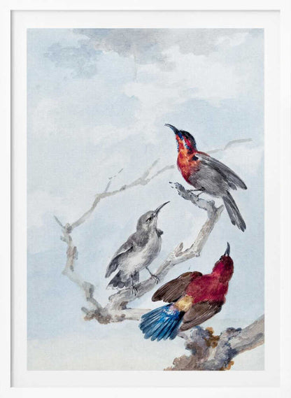 Three Crimson Sunbirds - Poster / Art Print