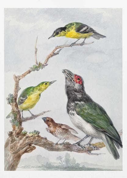 Four Different Birds On a Branch - Poster / Art Print