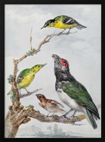 Four Different Birds On a Branch - Poster / Art Print
