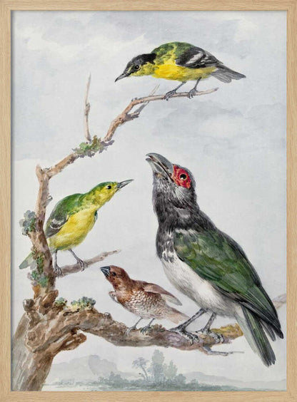 Four Different Birds On a Branch - Poster / Art Print