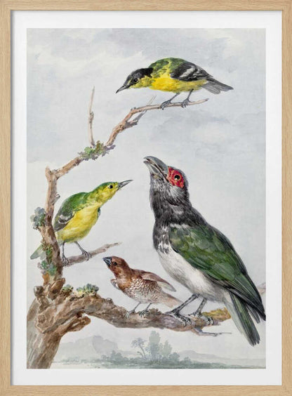 Four Different Birds On a Branch - Poster / Art Print