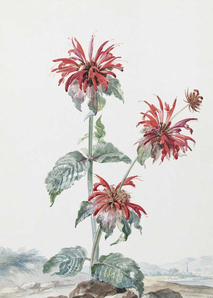 A Red Bergamot In a Landscape - Poster / Art Print