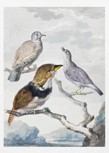 Three Birds, Two Inca Pigeons and a Collared Bearded Cuckoo - Poster / Art Print