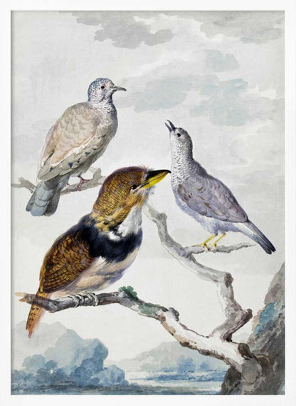 Three Birds, Two Inca Pigeons and a Collared Bearded Cuckoo - Poster / Art Print