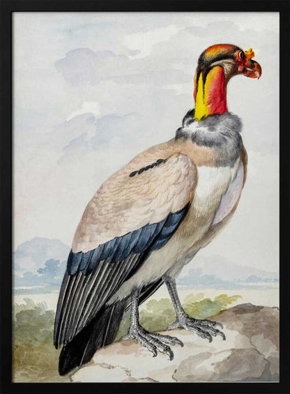Stone Curlew - Poster / Art Print