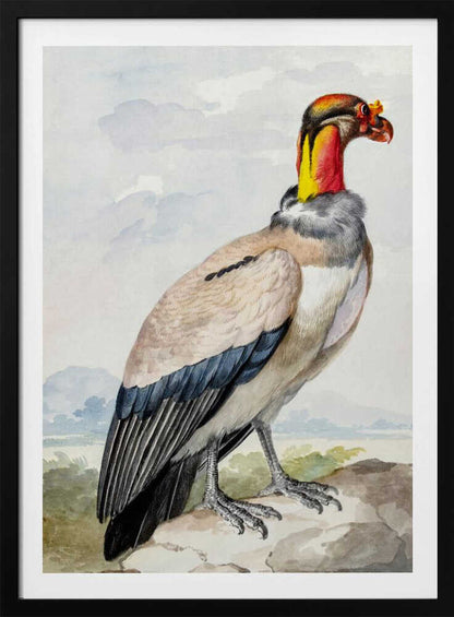 Stone Curlew - Poster / Art Print