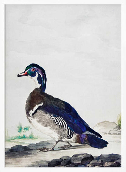A Duck - Poster / Art Print