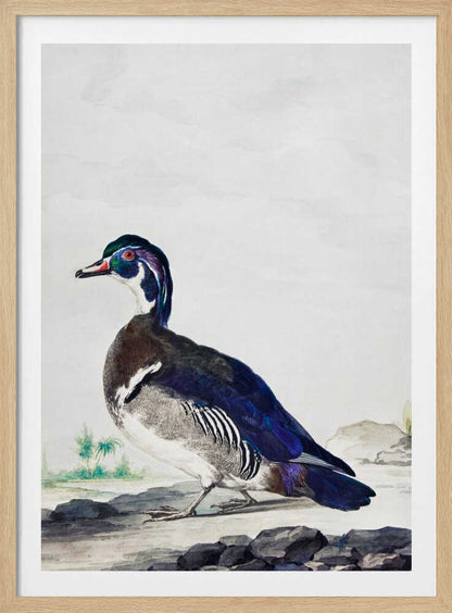 A Duck - Poster / Art Print