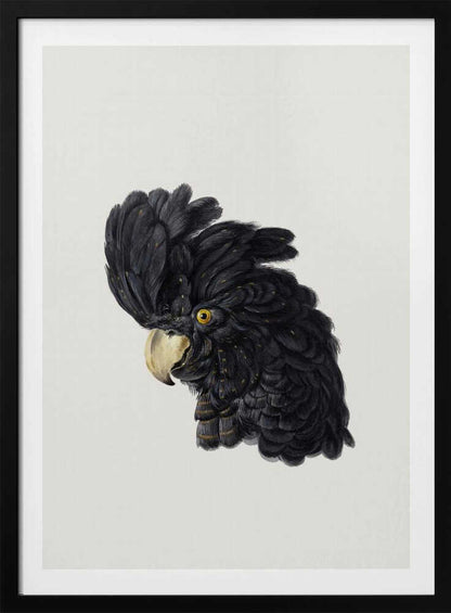 Head of a Cockatoo - Poster / Art Print