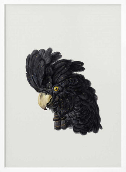 Head of a Cockatoo - Poster / Art Print