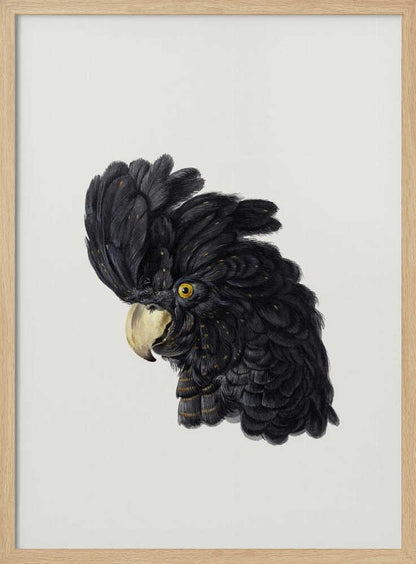 Head of a Cockatoo - Poster / Art Print
