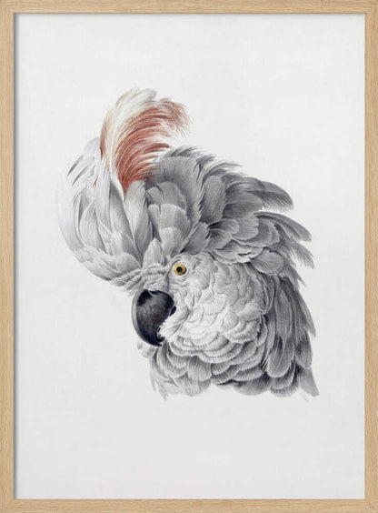 Cockatoo Head - Poster / Art Print