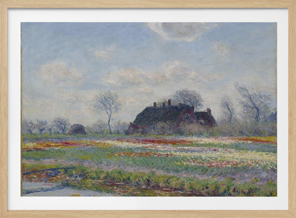 Claude Monet's Tulip Fields At Sassenheim, (1886) - Poster / Art Print