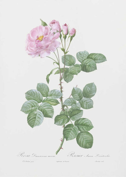 Aurora Poniatowska, Les Roses (1817–1824) - Poster / Art Print