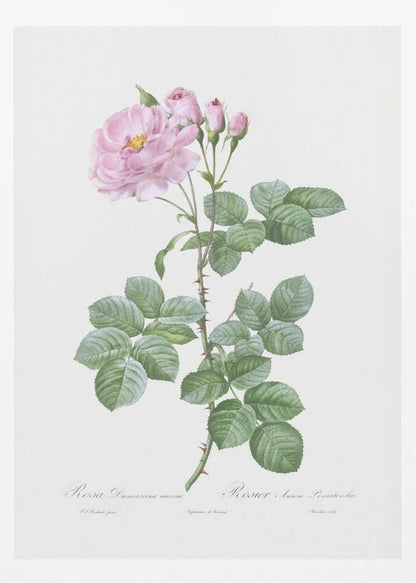 Aurora Poniatowska, Les Roses (1817–1824) - Poster / Art Print