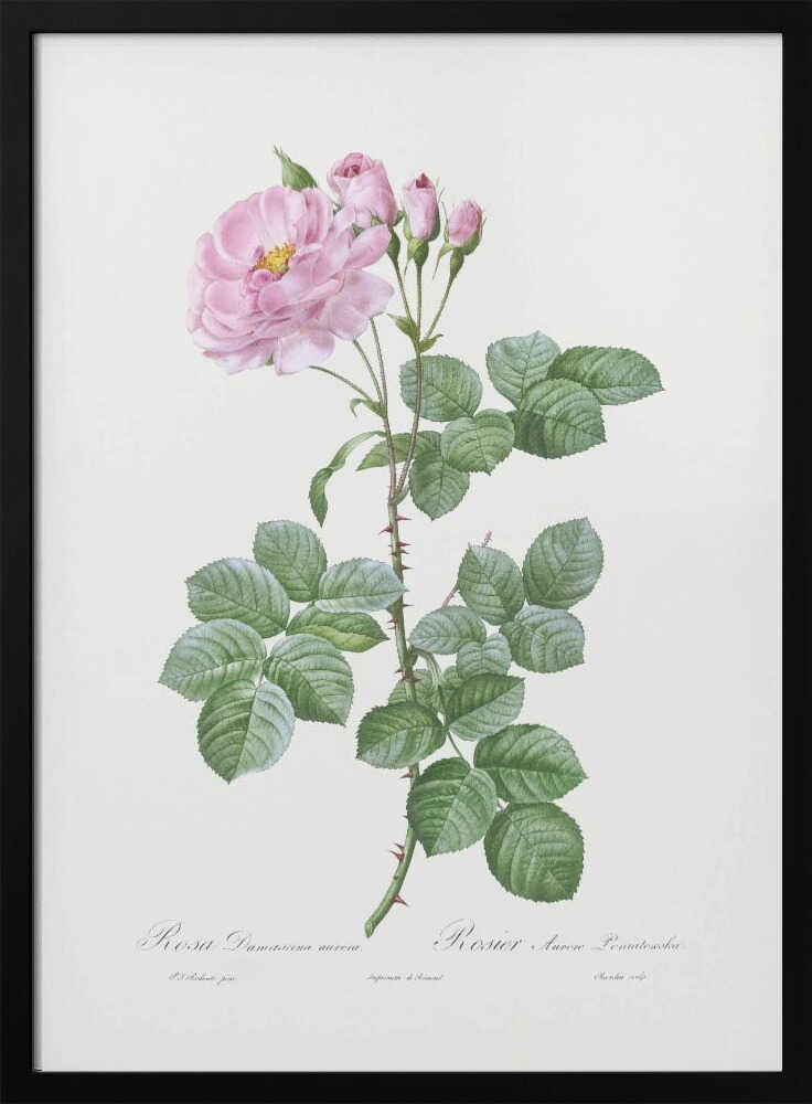 Aurora Poniatowska, Les Roses (1817–1824) - Poster / Art Print