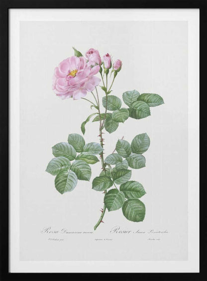 Aurora Poniatowska, Les Roses (1817–1824) - Poster / Art Print