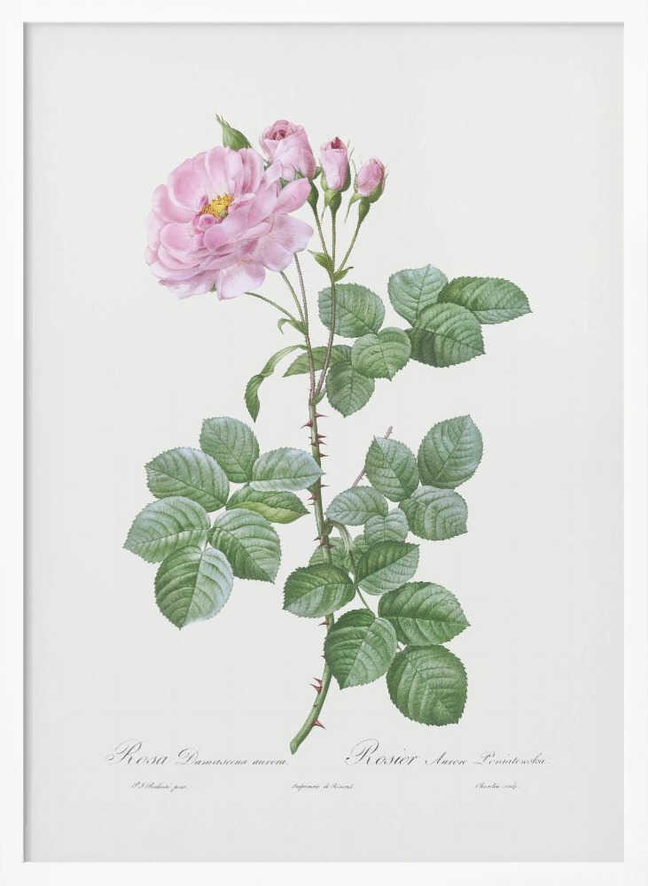 Aurora Poniatowska, Les Roses (1817–1824) - Poster / Art Print