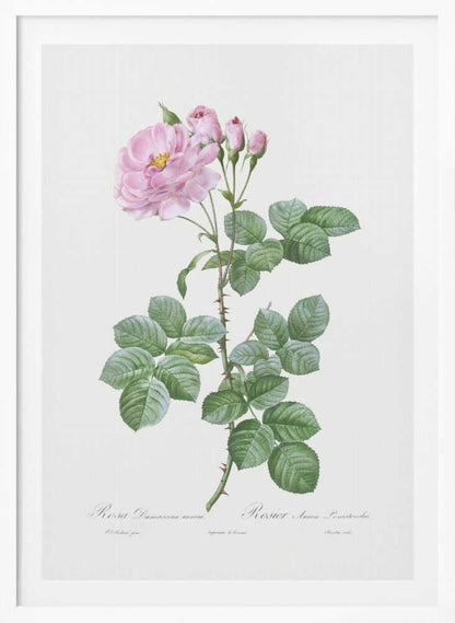 Aurora Poniatowska, Les Roses (1817–1824) - Poster / Art Print