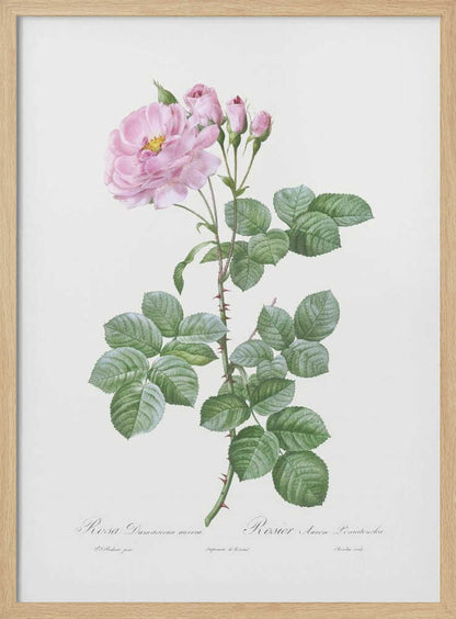 Aurora Poniatowska, Les Roses (1817–1824) - Poster / Art Print