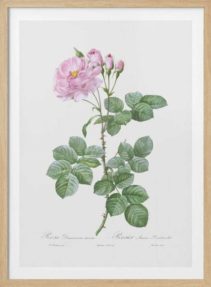Aurora Poniatowska, Les Roses (1817–1824) - Poster / Art Print