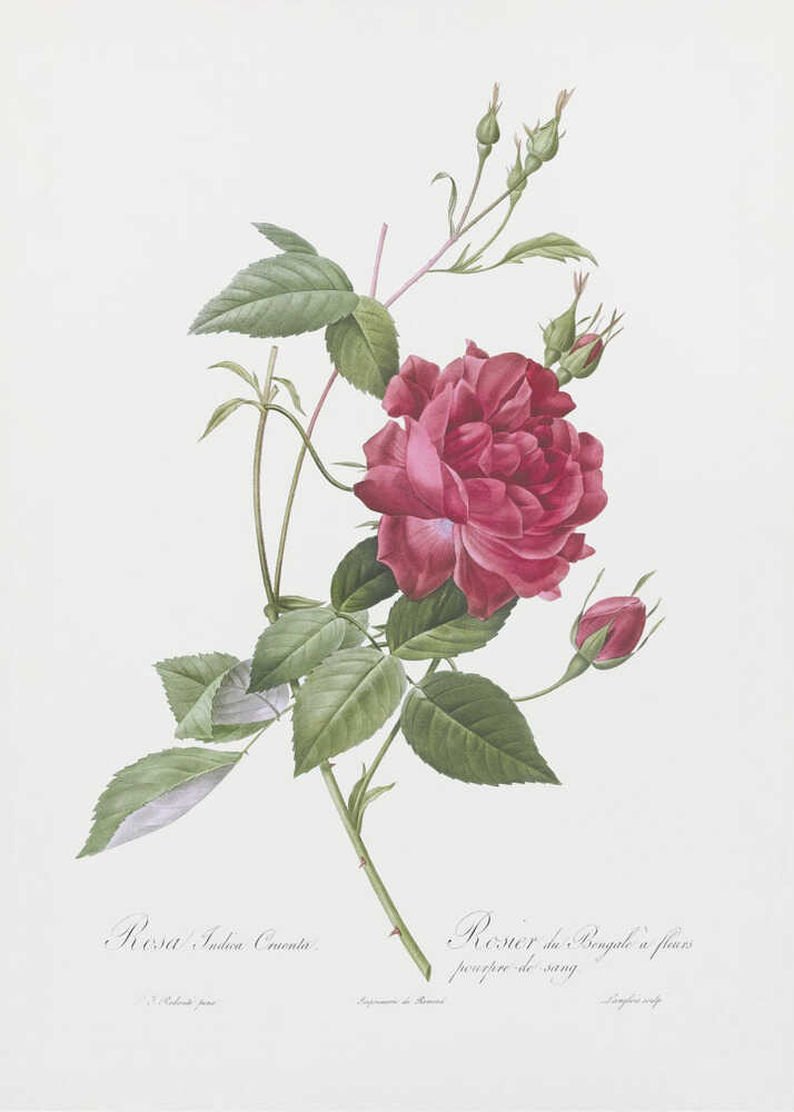 Blood Red Bengal Rose, Les Roses (1817–1824) - Poster / Art Print