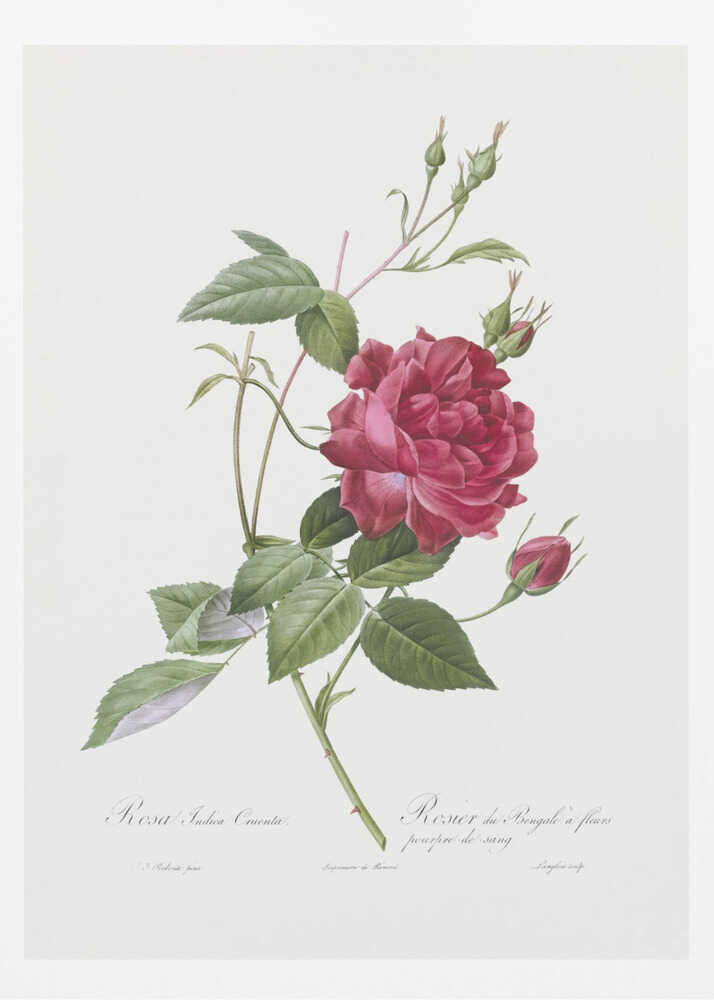 Blood Red Bengal Rose, Les Roses (1817–1824) - Poster / Art Print