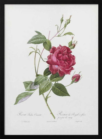 Blood Red Bengal Rose, Les Roses (1817–1824) - Poster / Art Print