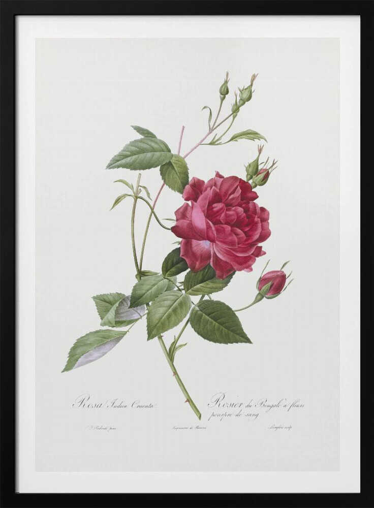 Blood Red Bengal Rose, Les Roses (1817–1824) - Poster / Art Print