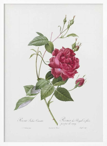 Blood Red Bengal Rose, Les Roses (1817–1824) - Poster / Art Print