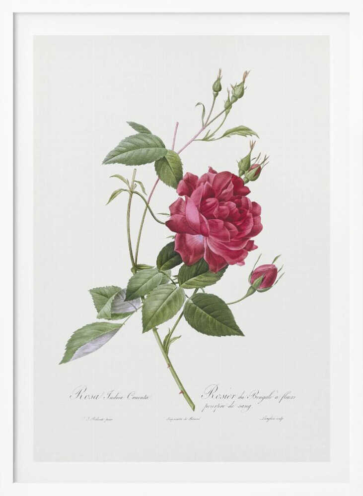 Blood Red Bengal Rose, Les Roses (1817–1824) - Poster / Art Print