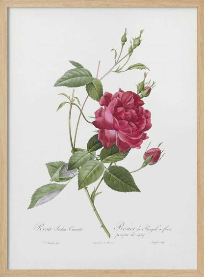 Blood Red Bengal Rose, Les Roses (1817–1824) - Poster / Art Print