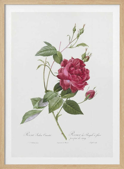 Blood Red Bengal Rose, Les Roses (1817–1824) - Poster / Art Print