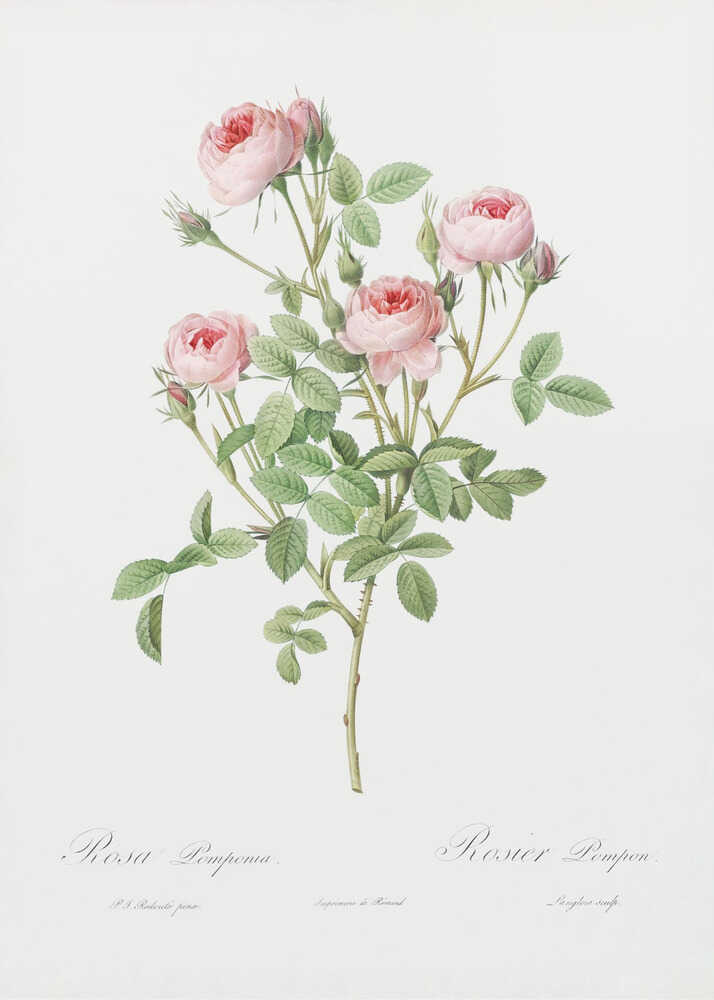 Burgundian Rose, Les Roses (1817–1824) - Poster / Art Print